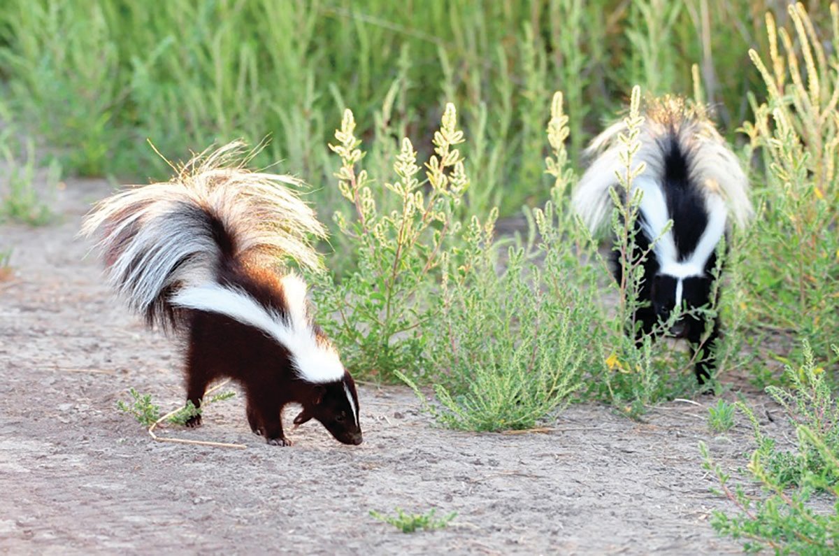 The striped skunk usually has two broad, white stripes that run the length of the body into the tail, but its coloration can vary. They may appear mostly black or mostly white.